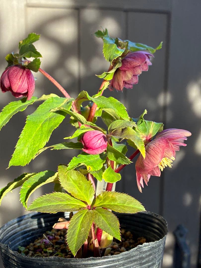 ♡加藤農園♡エクリプス交配　赤軸美花