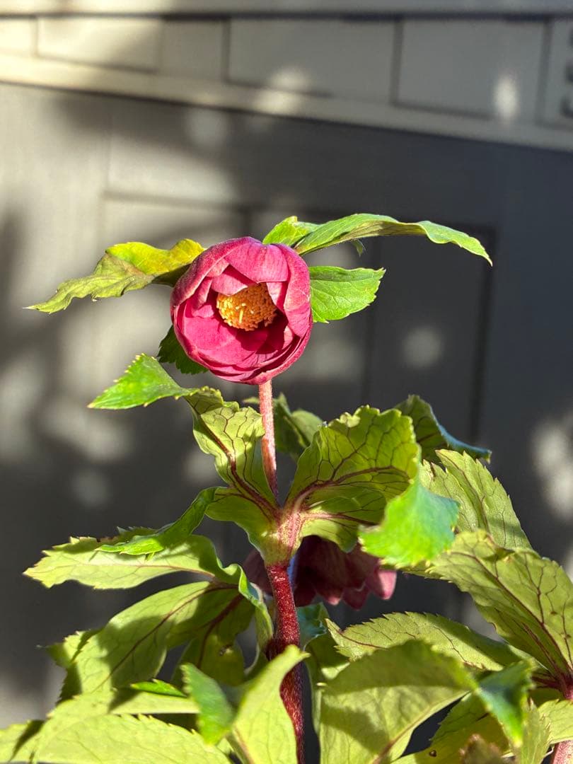 ♡加藤農園♡エクリプス交配　赤軸美花