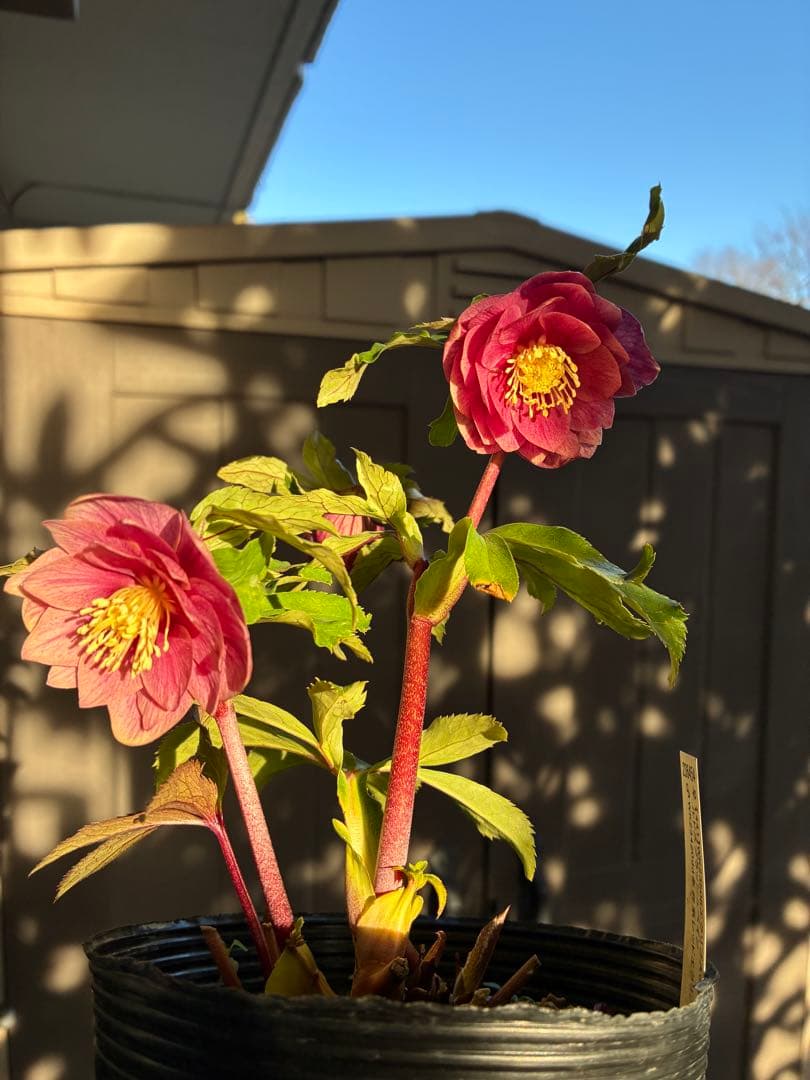 ♡加藤農園♡エクリプス交配　赤軸美花