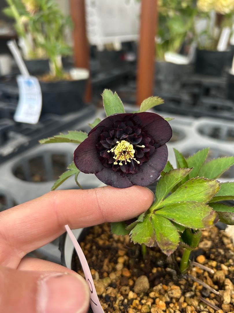 加藤農園 小輪ブラック交配 クリスマスローズ同梱可能