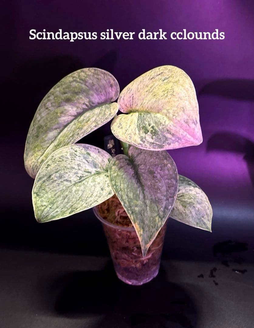 スキンダプサス　綺麗な斑入り　セット　F1