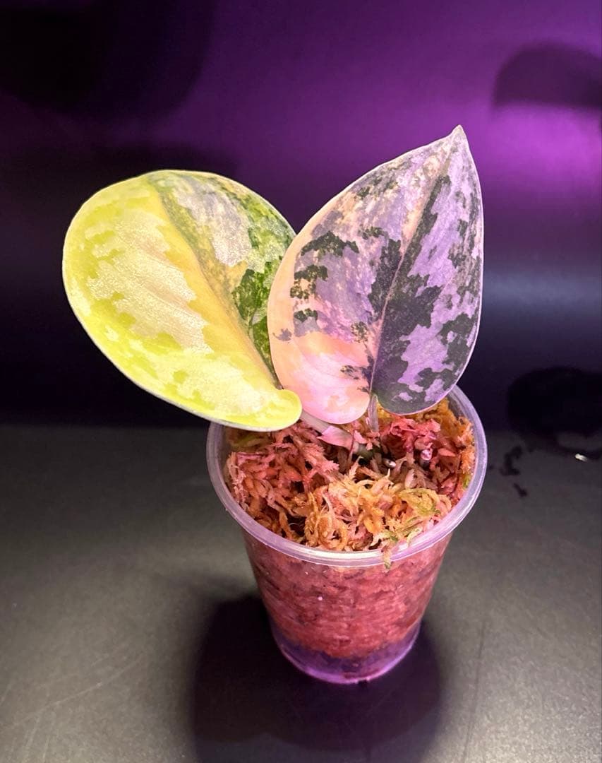 スキンダプサス　綺麗な斑入り　セット　F1