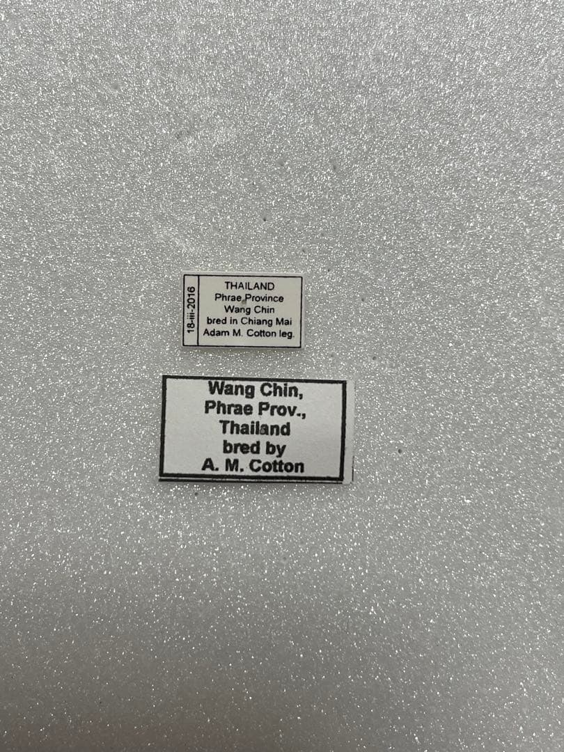 【白化型】ナガサキアゲハ（メス、タイ産飼育品）