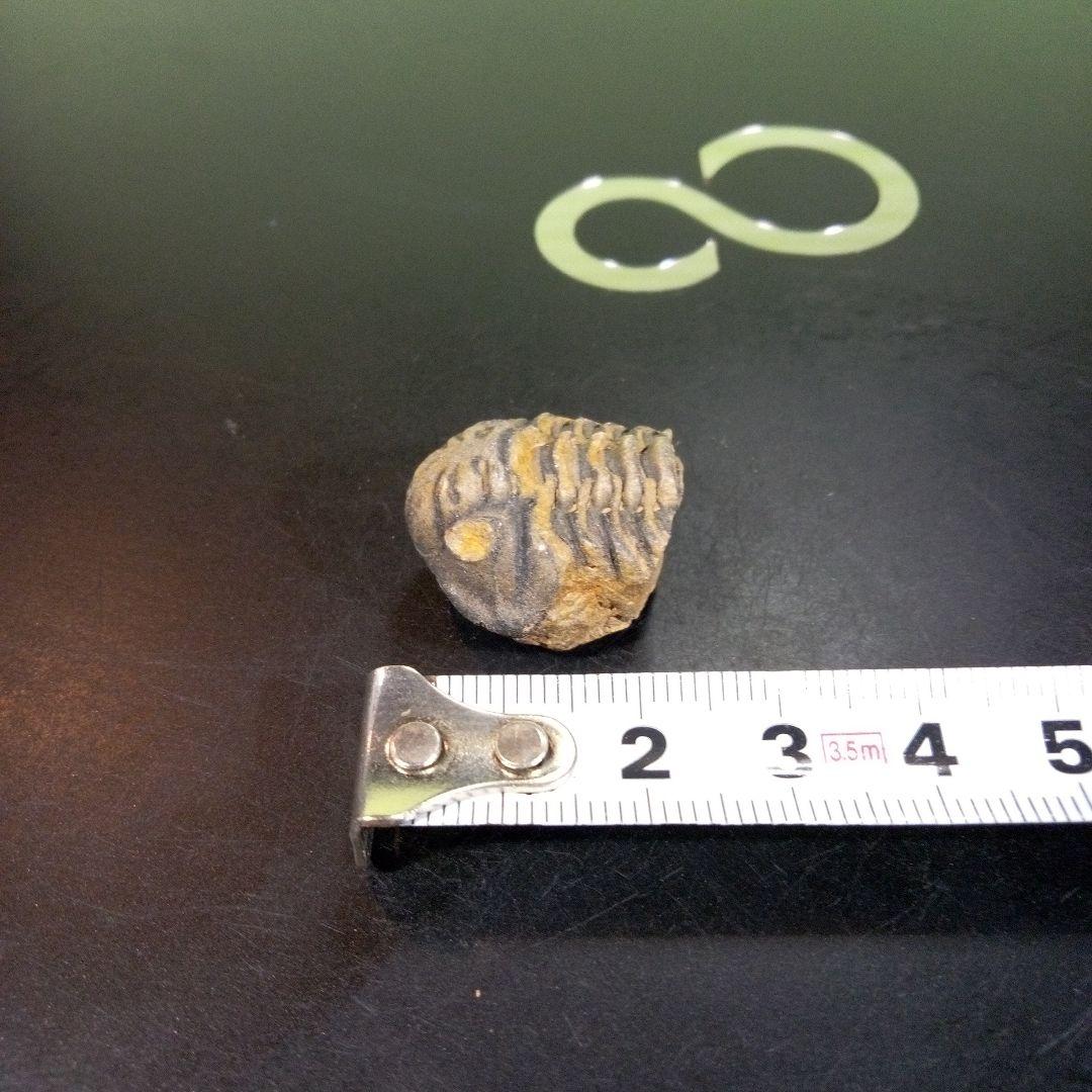 三葉虫　化石　fossil　ボリビア産　trilobite　三葉虫判別①