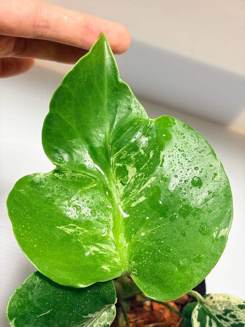 ☆美株☆ モンステラ バルバソー バルバソウル フシギダネ