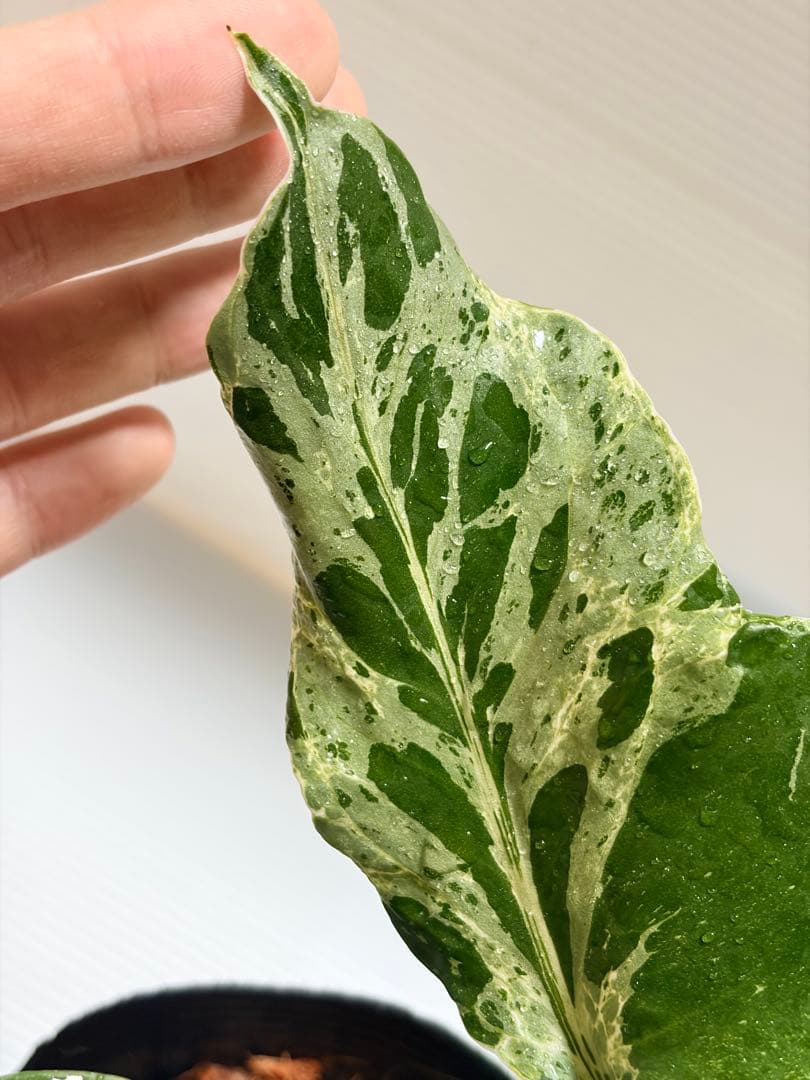 ☆美株☆ モンステラ バルバソー バルバソウル フシギダネ