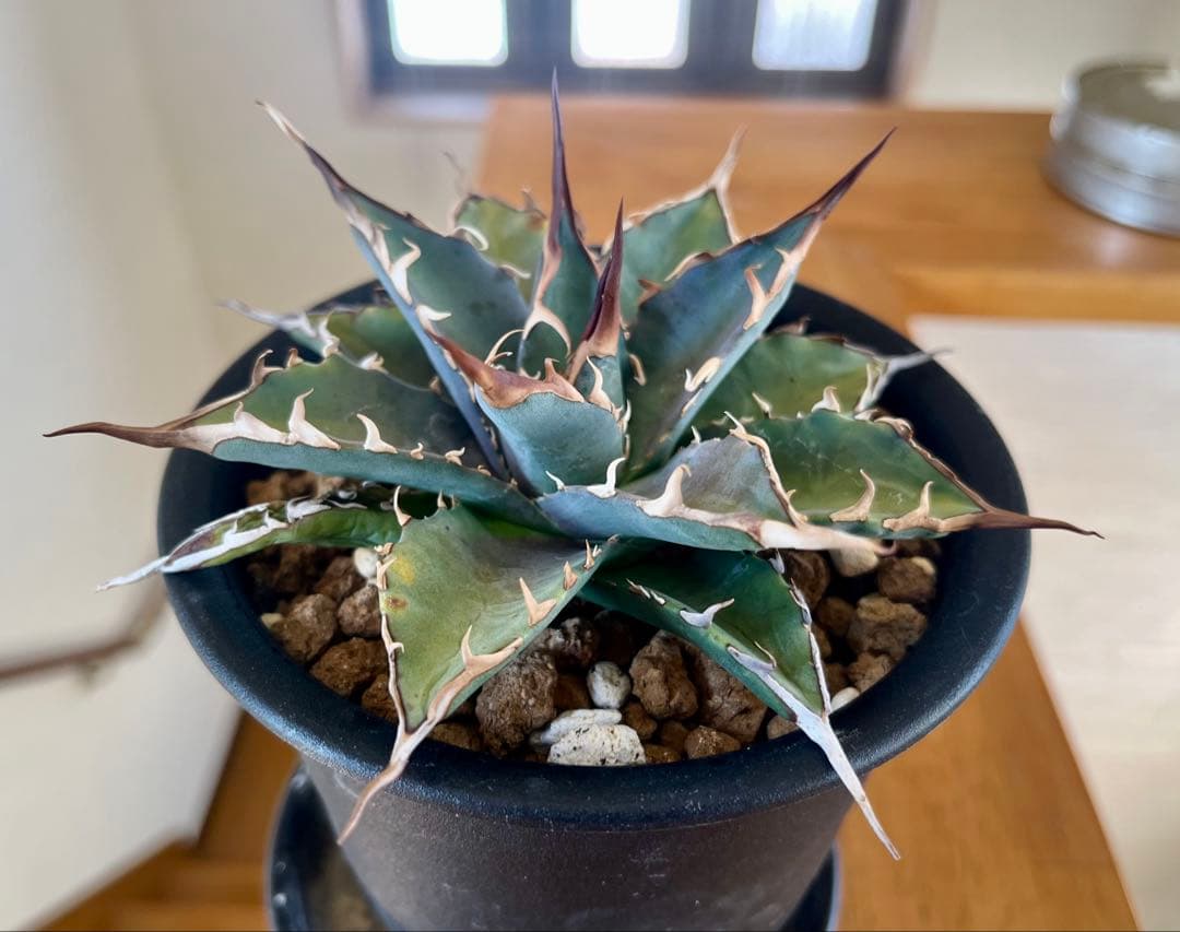 やーまん太郎 アガべ ハイブリッド エボリスピナ×美系厳龍 福園藝産