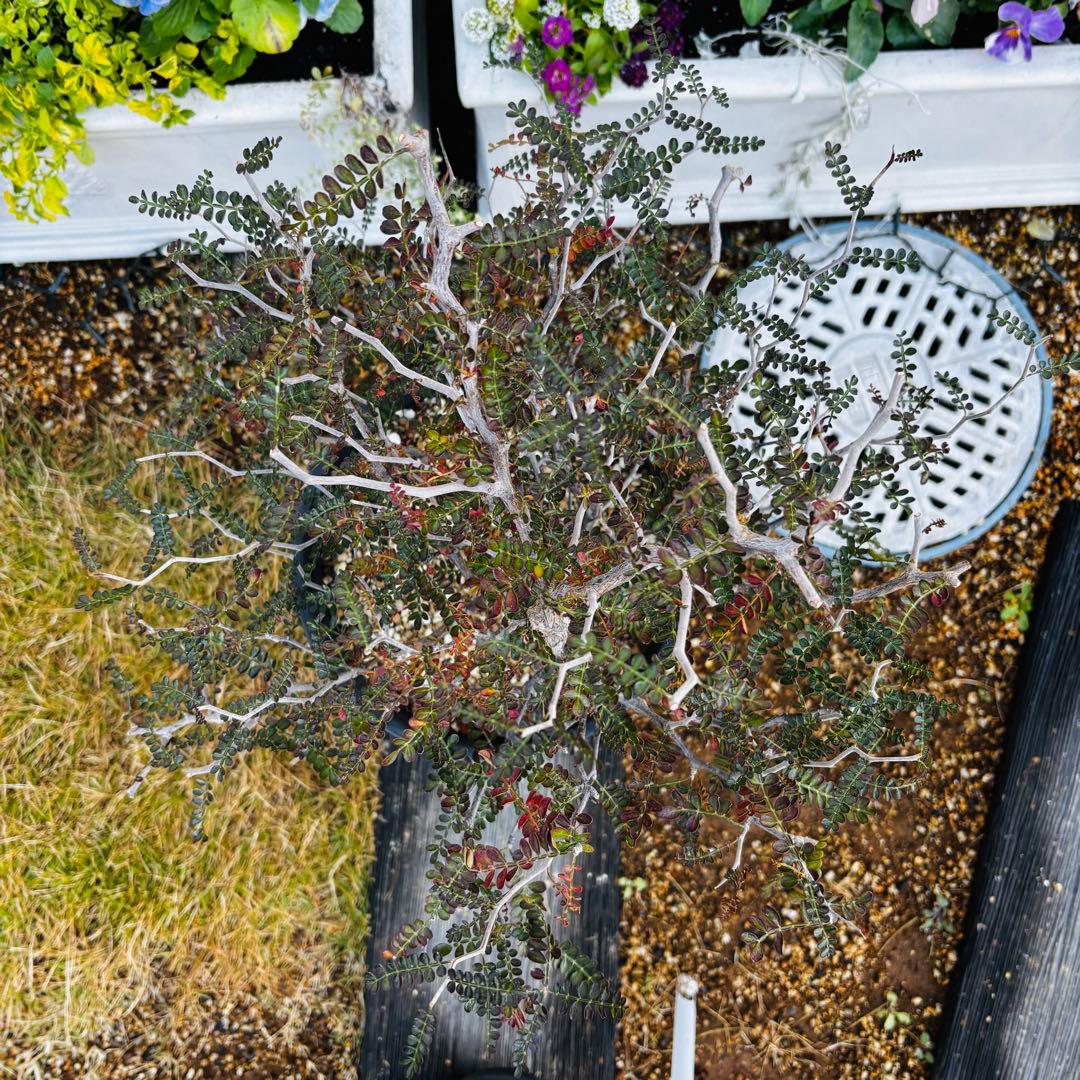 【コレクション株】 大株 実生 オペルクリカリア パキプス 雄株 毎年開花