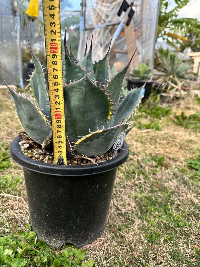 メ*5様 アガベ　ファイヤーボール　パラサナ　錦　中株