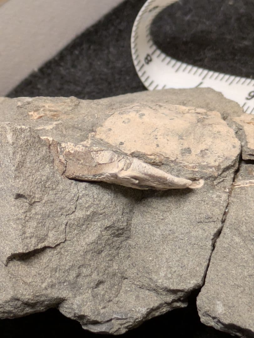 カニ　化石　標本　地学　原石