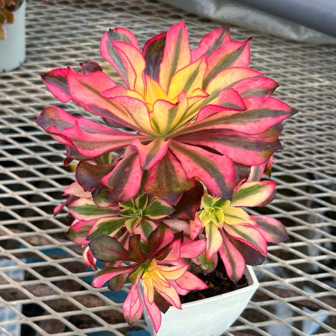 アエオニウム錦　人気　ゴースト　魅影　七彩頭あり　抜き苗　高斑タイプ　希少‼️