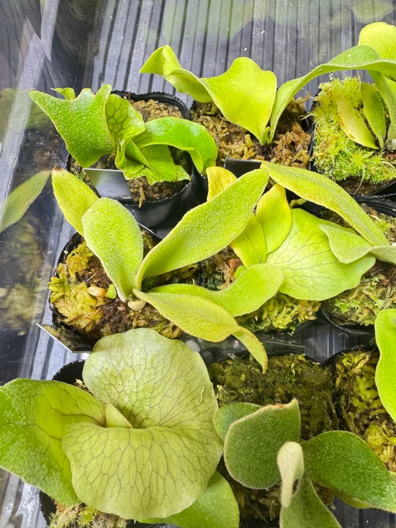 ビカクシダ　15種