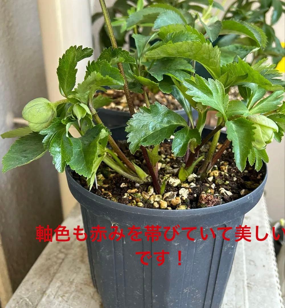 クリスマスローズ　大和園　パステリッシュストレイン　グリーンパステ　6号　未株分