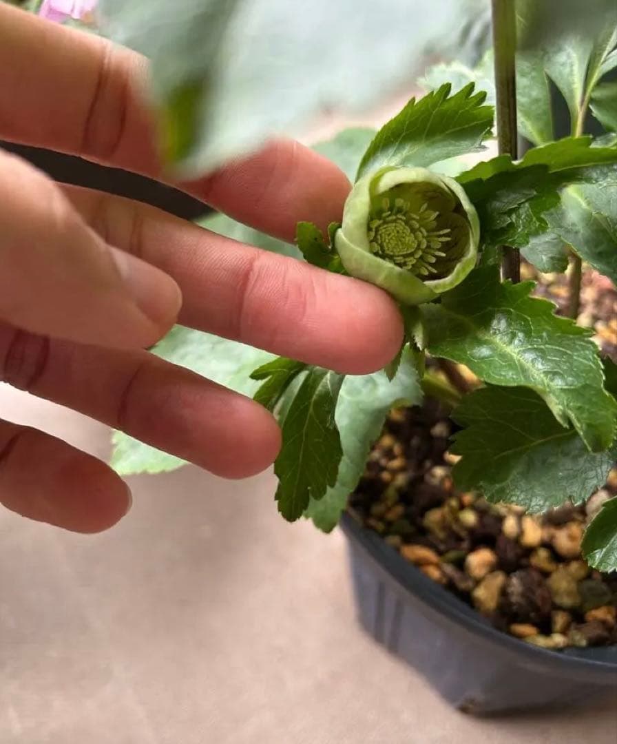 クリスマスローズ　大和園　パステリッシュストレイン　グリーンパステ　6号　未株分