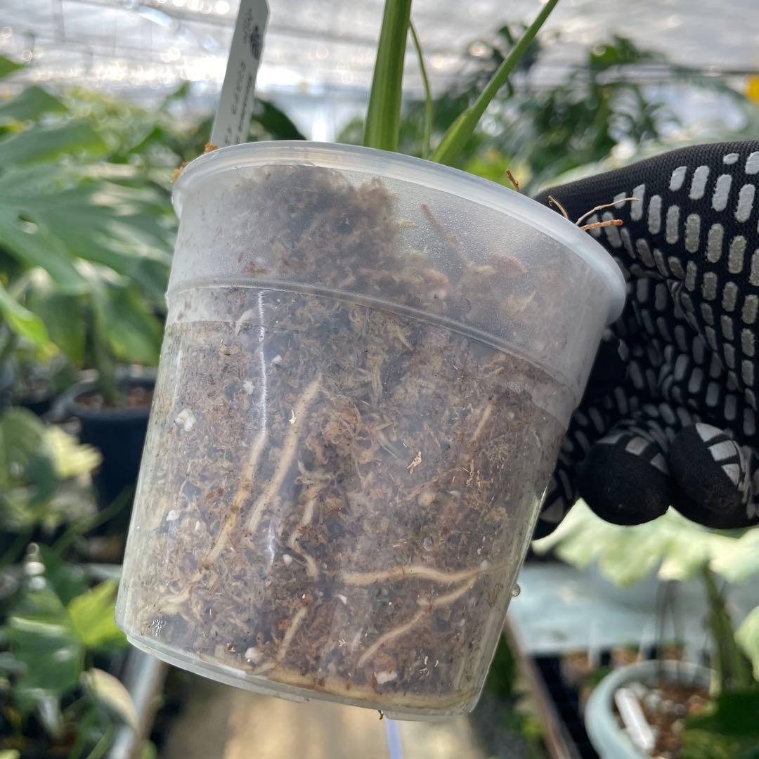 MS2 モンステラ　イエローマリリン　黄斑入り