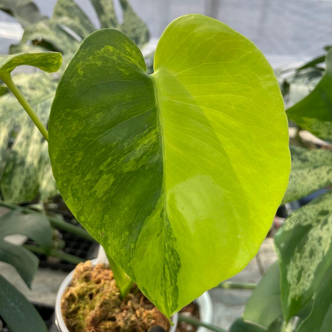 MS2 モンステラ　イエローマリリン　黄斑入り