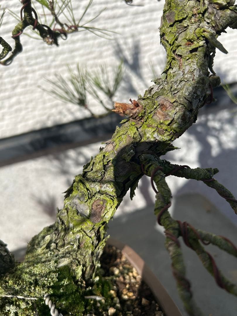 赤松盆栽　株立ち