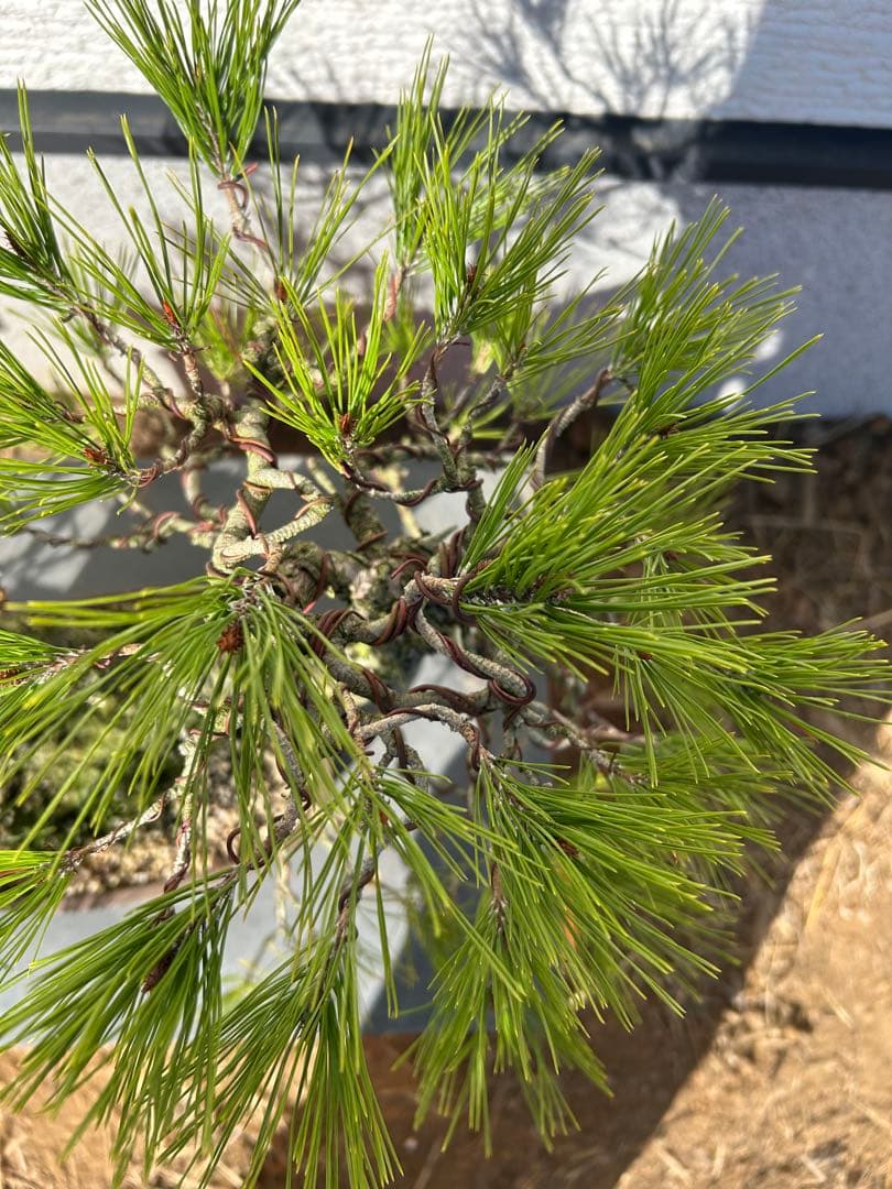 赤松盆栽　株立ち