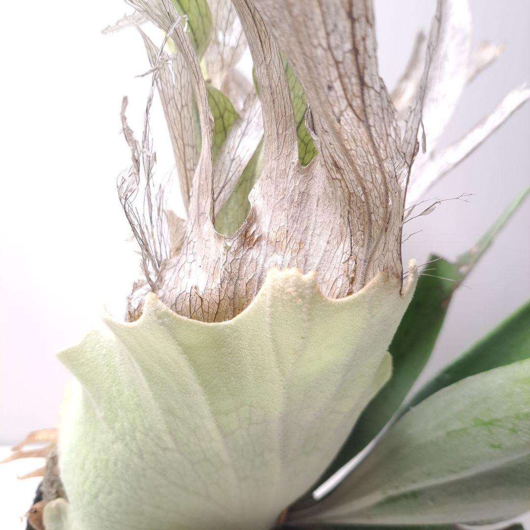 タ*カ様 P.veitchii 大株 ビカクシダ 現品 観葉植物