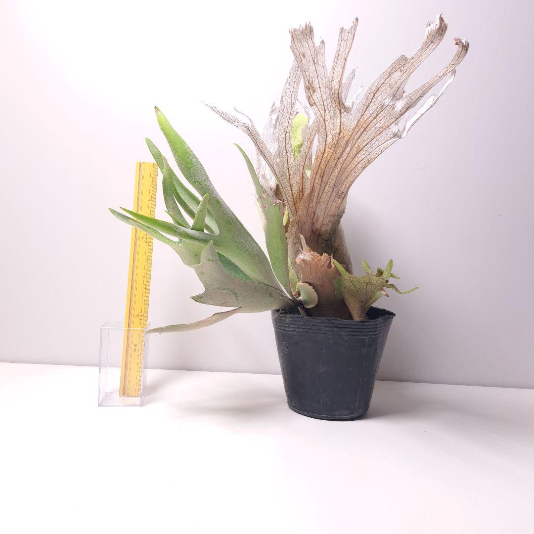 タ*カ様 P.veitchii 大株 ビカクシダ 現品 観葉植物