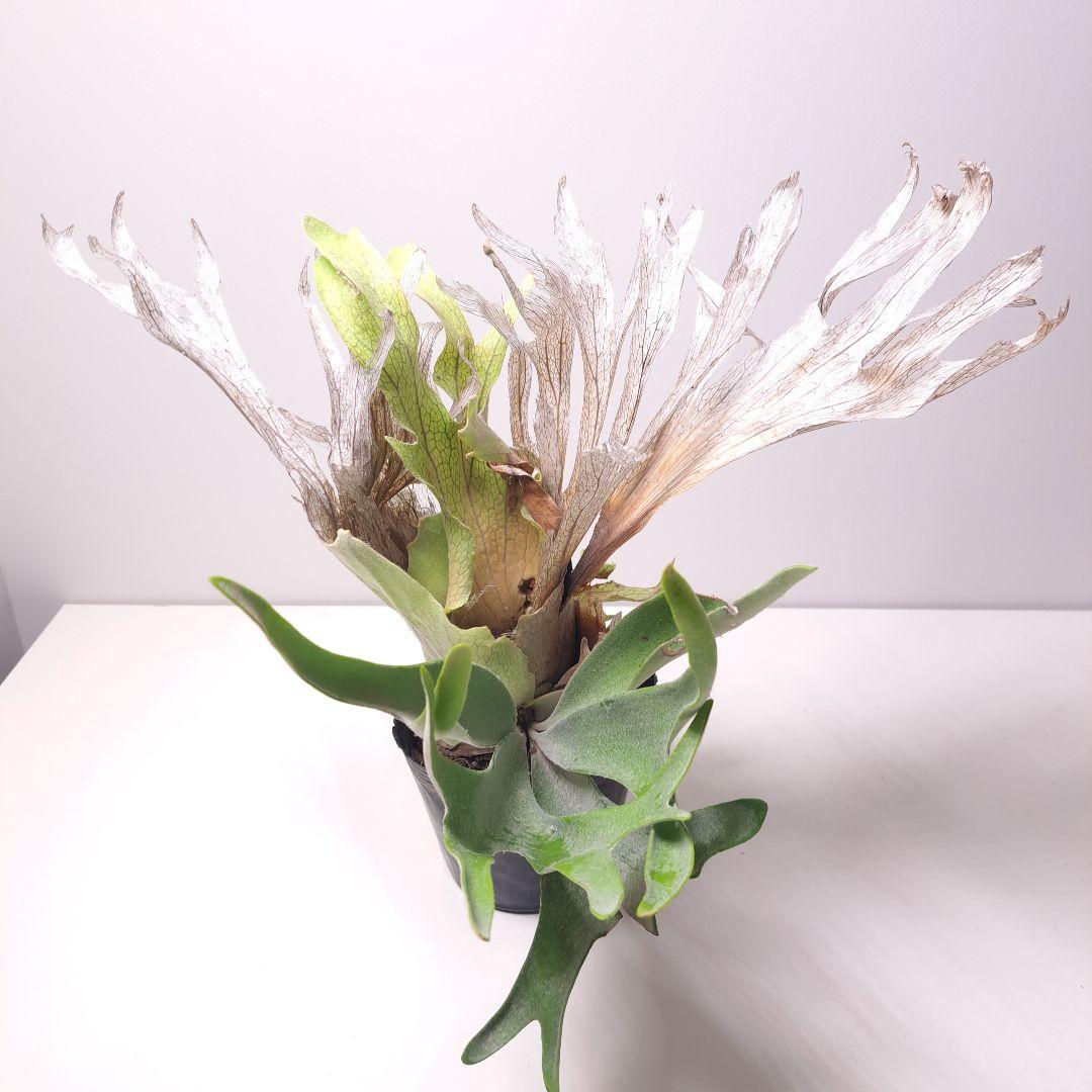 タ*カ様 P.veitchii 大株 ビカクシダ 現品 観葉植物