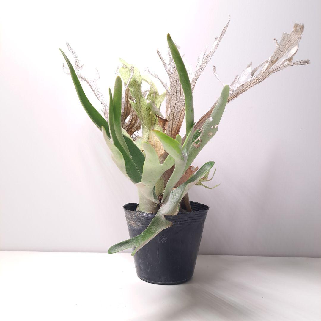 タ*カ様 P.veitchii 大株 ビカクシダ 現品 観葉植物