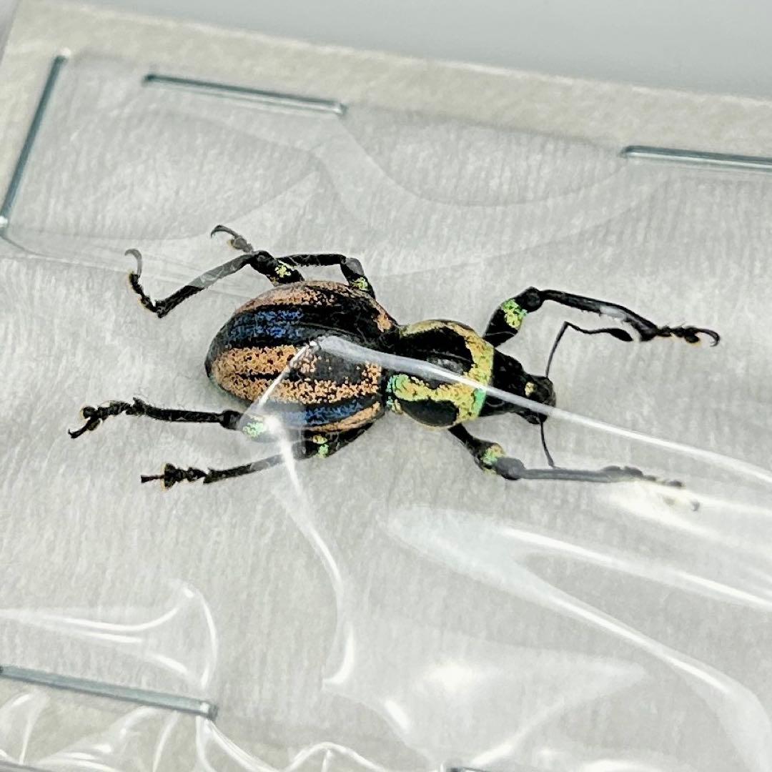 お値下げ終了01113 カタゾウムシ　12頭セットＣ