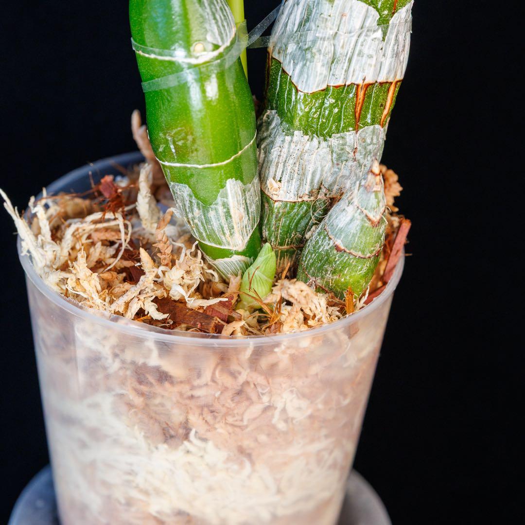 SVO 実生 ピンク系 タケノコ蘭 カタセタム Clowesetum