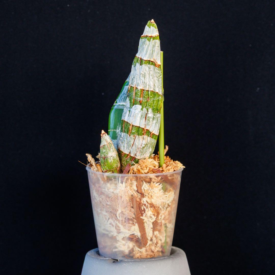 SVO 実生 ピンク系 タケノコ蘭 カタセタム Clowesetum