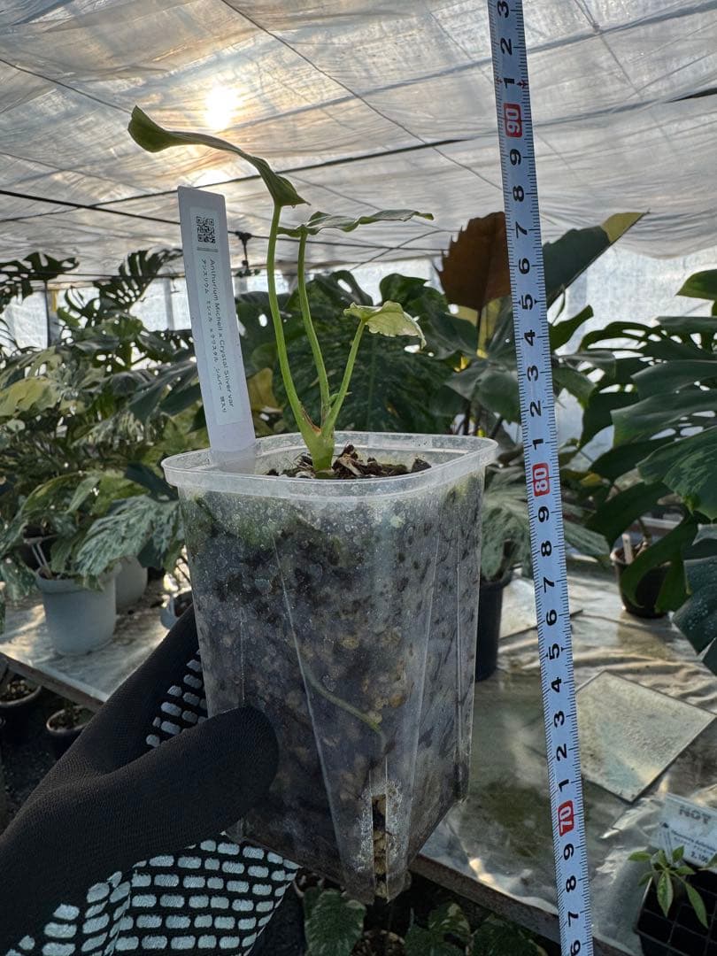 アンスリウム　ミシェル　x クリスタル　シルバー　斑入り