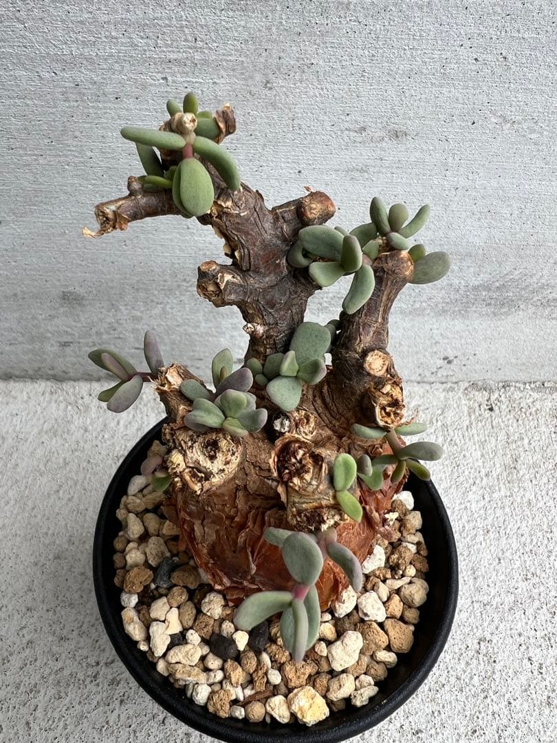 最終値下げ　発根済　ケラリアピグマエア　12