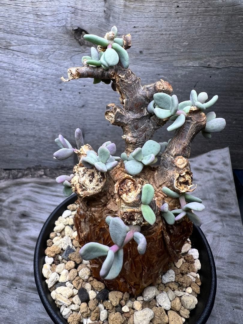 最終値下げ　発根済　ケラリアピグマエア　12