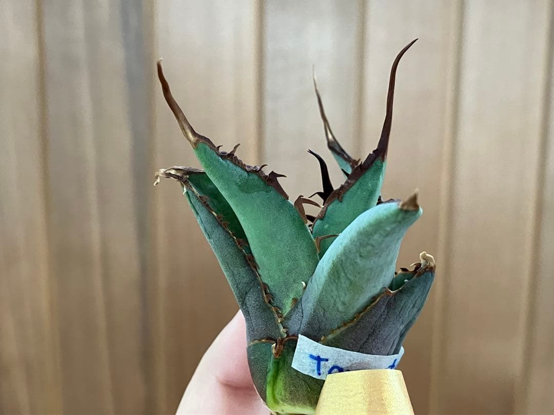 p*r様 【初売りオークション】37 REZA産　イラン株　超長棘　アガベ　タラ