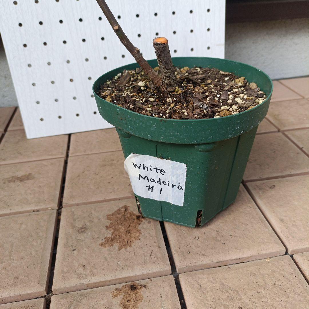 古賀作治★確認用★White　Madeira　＃1