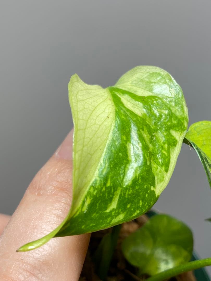 ま*様 【超希少‼️超極斑‼️】モンステラ　エレクトロライト　斑入り　レア　人気