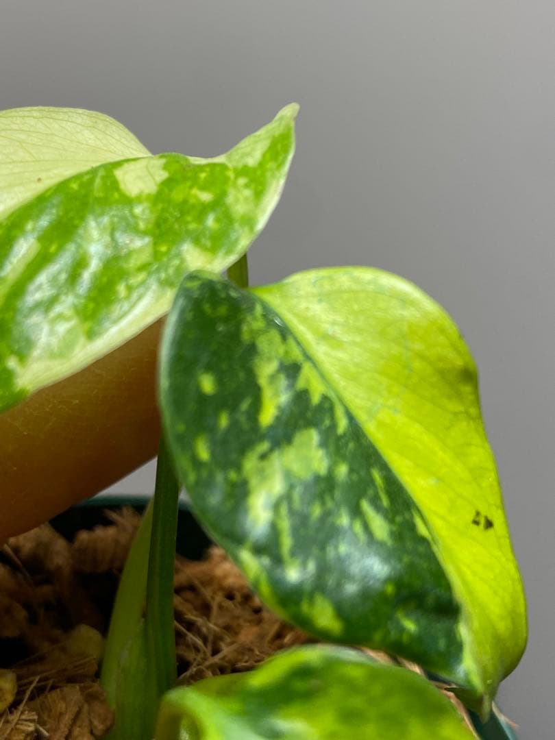 ま*様 【超希少‼️超極斑‼️】モンステラ　エレクトロライト　斑入り　レア　人気