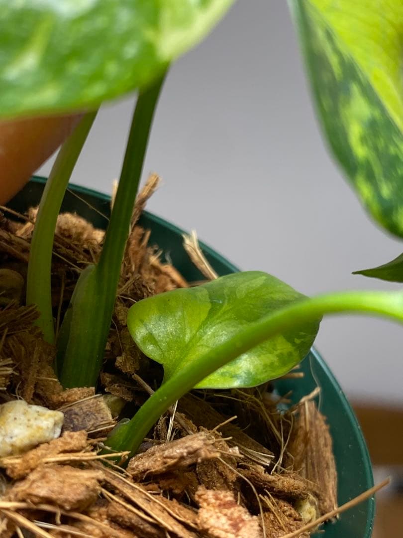 ま*様 【超希少‼️超極斑‼️】モンステラ　エレクトロライト　斑入り　レア　人気