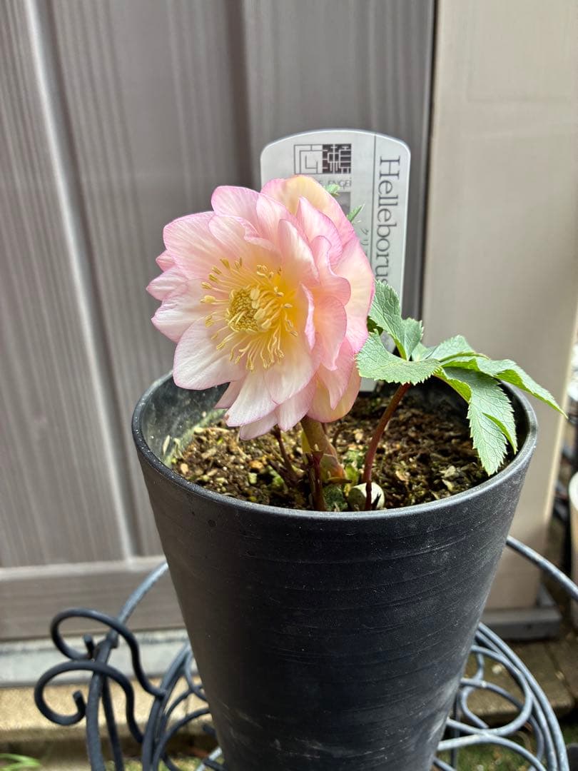 ♡広瀬園芸♡ ピンクホワイトオーレア透明感