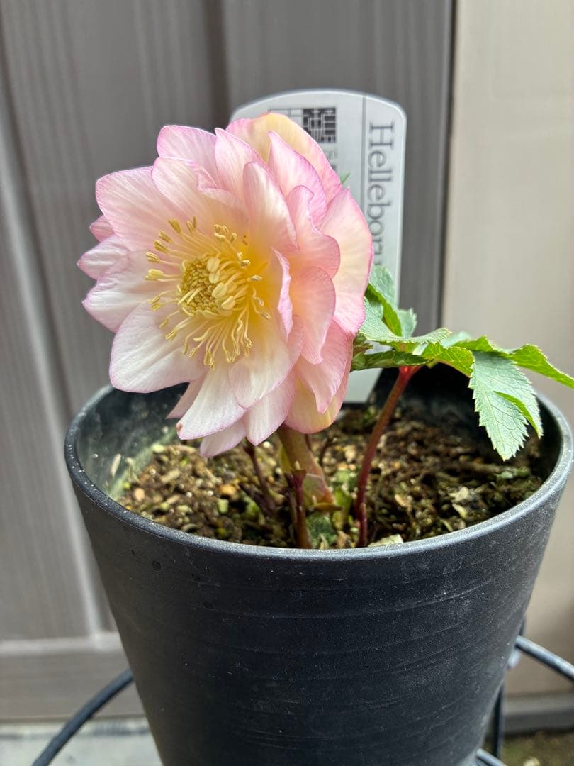 ♡広瀬園芸♡ ピンクホワイトオーレア透明感