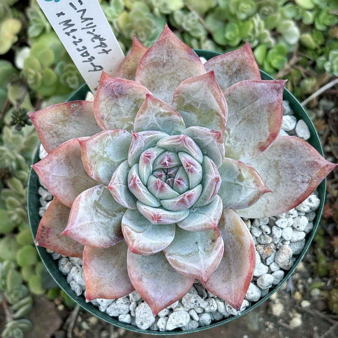 36.【サボテン相談室】石田コロラータ 希少 多肉植物 エケベリア