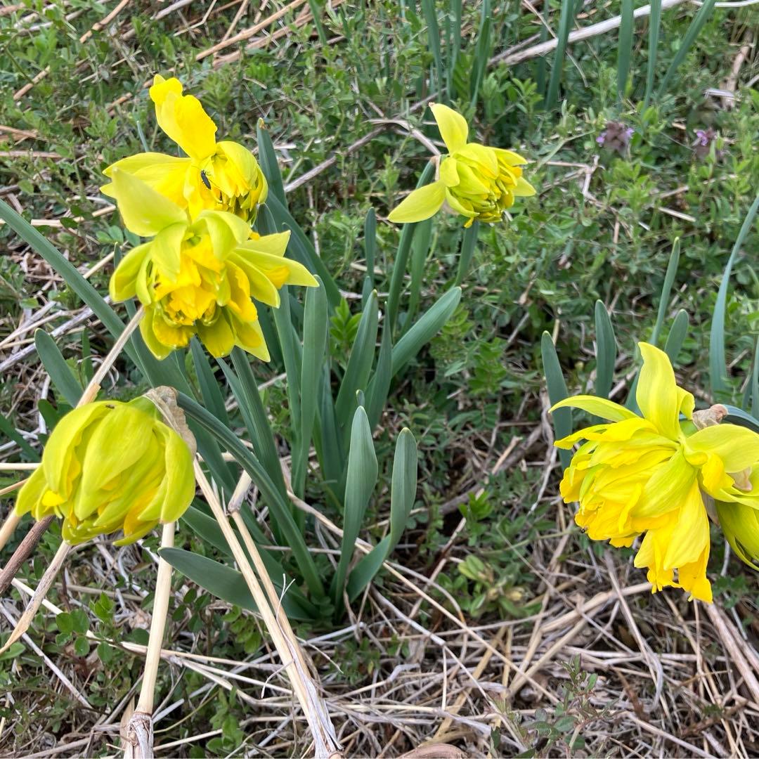 水仙球根 2球 2個 イエロー 黄色 八重咲き フリフリ ひらひら