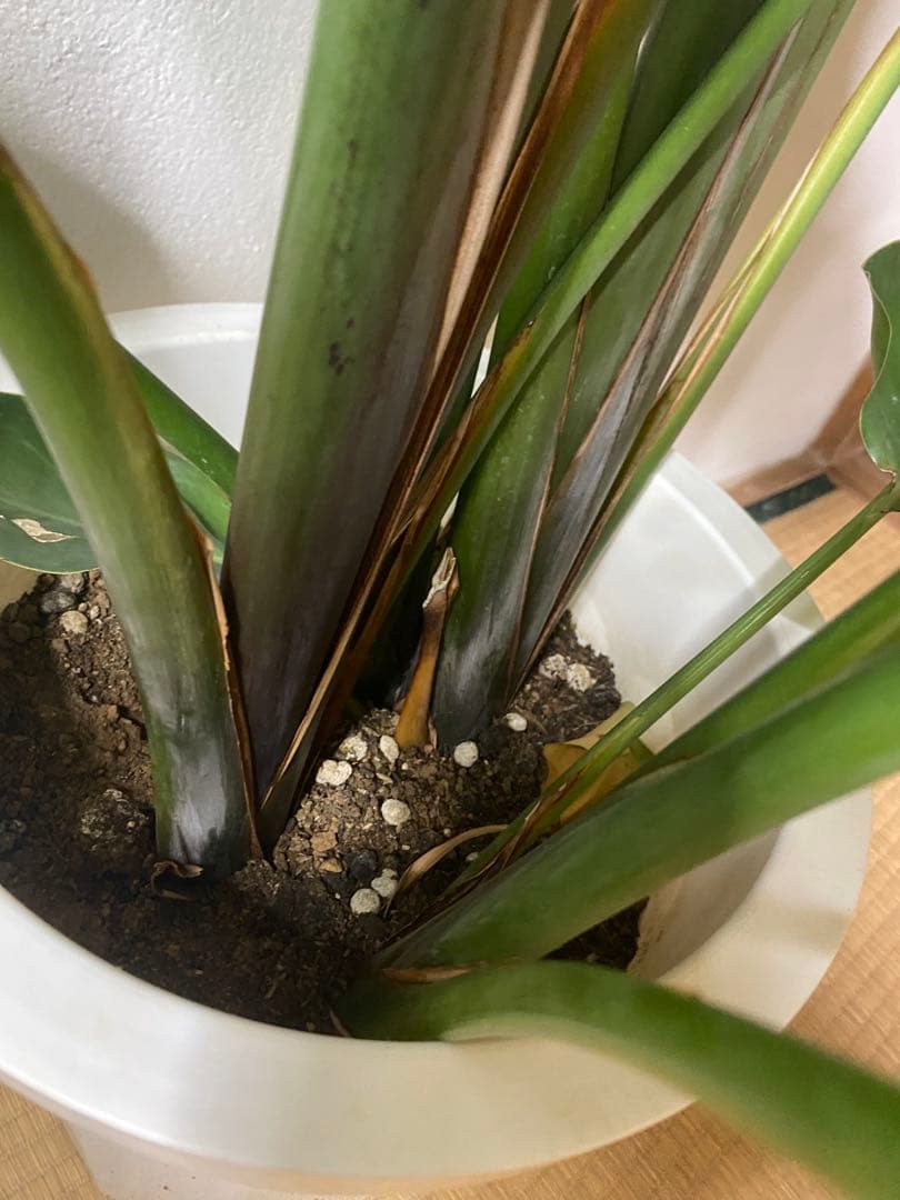 その他観葉植物 TOSHI