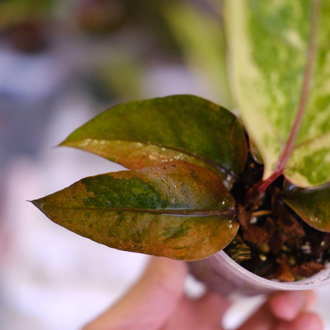 Anthurium Hookeri Sweeta Pink Polkadot ③