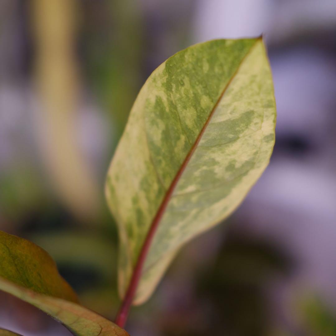 Anthurium Hookeri Sweeta Pink Polkadot ③