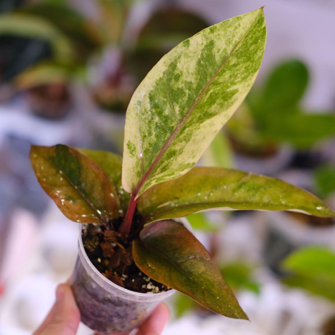 Anthurium Hookeri Sweeta Pink Polkadot ③