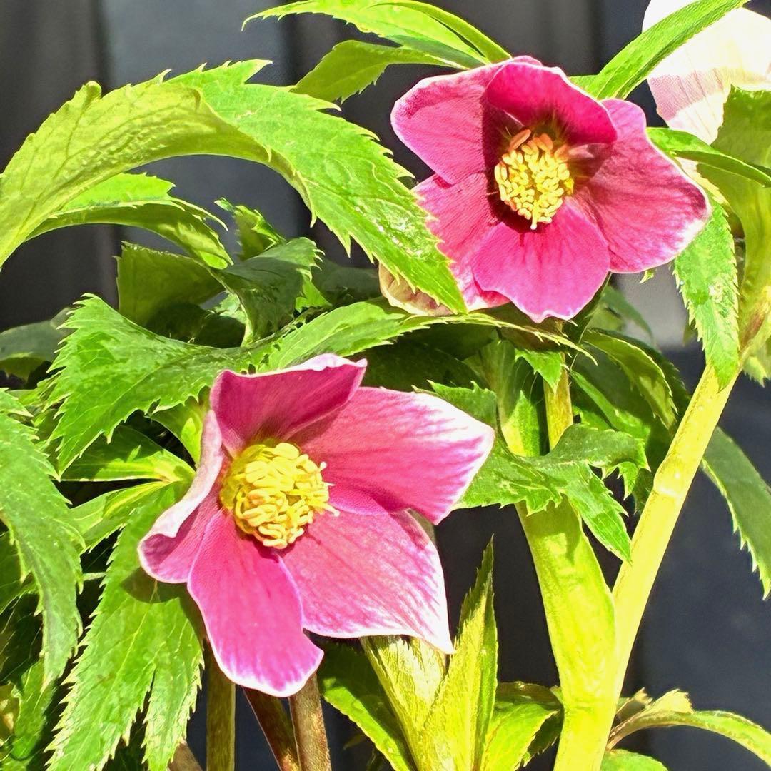 も*子様 3423☘️花、タグ付き☘️⭐️プチドール⭐️超小輪コンパクト⭐️色抜