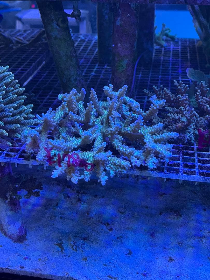 RedSea Reefer170 リーファー 美品　目黒区発送