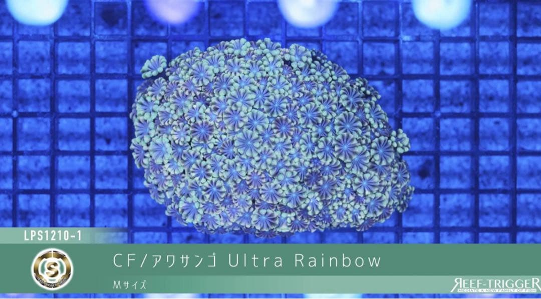 RedSea Reefer170 リーファー 美品　目黒区発送