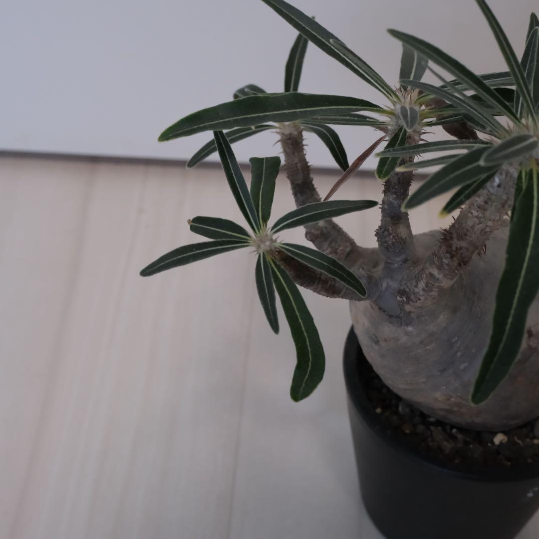 パキポディウム　グラキリス　現地球（最終値下げ）