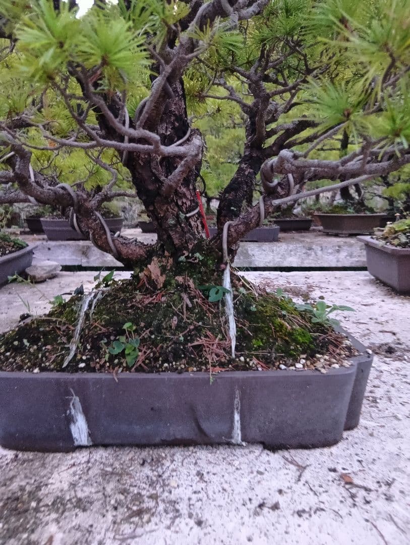 五葉松（かなり持ち込み古い株立ち品）